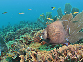 Angelfish and Reef Tela Honduras